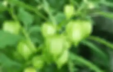 Nyesel Banget Jika Baru Tau Buah Ceplukan Bisa Jadi Obat Mujarab Ini, Sering Jadi Tanaman Liar Tak Disangka Ceplukan Punya Manfaat Atasi 6 Masalah Kesehatan Ini