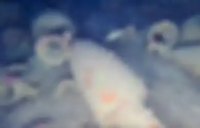 Bangkai Kapal Romawi Kuno Ini Ditemukan di Pesisir Sisilia, Penuh dengan Amphora Anggur, Jadi Bukti Jenis Anggur di Tempat Ini Menarik Perhatian Julius Caesar