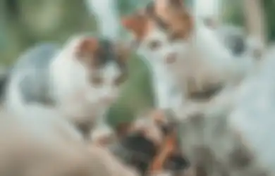 Wanita Ini Mendadak Lumpuh Selama 14 Bulan Gegara Kucing Liar, Penyebabnya Bikin Merinding!