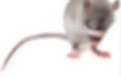 Satu Indonesia Nyesel Baru Tahu, 4 Tanaman Ini Paling Dibenci Tikus, Ampuh Usir Hewan Hama dari Rumah 
