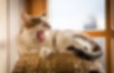 Berbagi Kasur dengan Kucing saat Tidur Telah Jadi Hal Biasa, Bolehkah Kebiasaan Ini Terus Dilakukan? Begini Penjelasan Ahli!