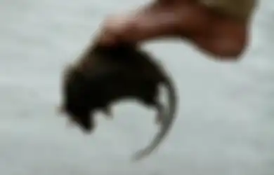 Ini Foto 5 Bambu Dapur yang Bisa Usir Tikus di Rumah, Banyak Nyesal Sekarang
