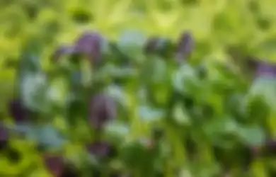 Luar Biasa, Jus Sayur yang Satu Ini Ternyata Punya Segudang Manfaat yang Jarang Kamu Ketahui