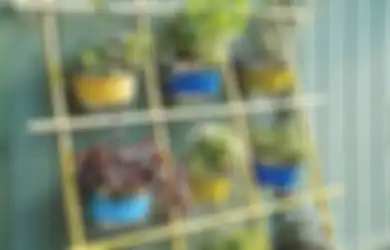 Jadikan Rumah sebagai Gudang Obat Tradisional dengan Taman Toga, Tips jika Lahan Minim