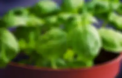 Kerap Dijadikan Lalapan, Siapa Sangka Menaruh Daun Kemangi di Dalam Freezer Hasilnya Benar-benar Tak Terduga