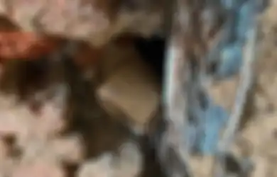 ﻿  ‘Saya Merinding’, Orang Jerman Temukan Artefak Harta Nazi di Dinding Rumah yang Ditinggalinya Ini, Banyak ‘Sampah’ yang Sepertinya Terburu-buru Disembunyikan