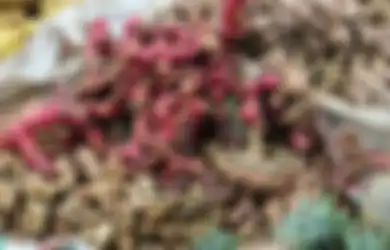 Tips Kesehatan, Baru Tahu Kalau Jahe Merah Ampuh Redakan Asam Lambung, Begini Cara Bikinnya