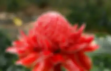 Selama Ini Dipandang Sebelah Mata, Siapa Sangka Bunga Kecombrang Bisa Jadi Kunci Hidup Sehat dan Panjang Umur, Gak Percaya?