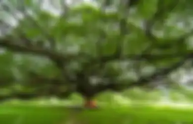 Jawaban Mengapa Kita Merasa Nyaman Saat Berada di Bawah Pohon Rindang?