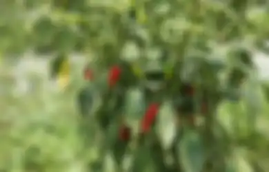 Sering Dibuang Percuma, Siapa Sangka Kulit Bawang Bisa Bikin Tanaman Cabai Depan Rumah Tumbuh Subur, Begini Cara Kerjanya
