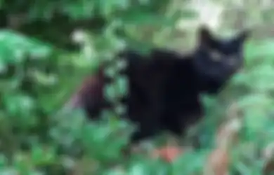 Geger Kucing Hitam Mendadak Muncul Dengan Gerak-gerik Mencurigakan, Wanita Ini Syok hingga Temukan Fakta Mencengangkan!