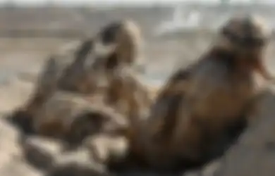 Jalan Terhuyung-huyung dengan Hidung Berdarah, Marinir Inggris yang Tugas di Afghanistan Ini Lemparkan Diri ke Granat, Masih Sempat Bunuh Taliban yang Serang Pasukannya
