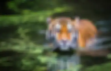 Anak 15 Tahun di Riau Tewas Diterkam Harimau, Kondisinya Jenazahnya Saat Ditemukan Mengenaskan, Hal Ini Diduga Jadi Pemicunya