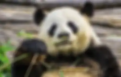 Tes Kepribadian: Caramu Meraih Kesuksesan akan Terungkap Lewat Gambar Panda yang Kamu Pilih, Buruan Cek Sekarang