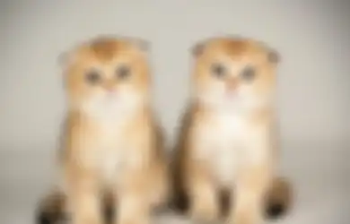 Benarkah Kepribadian Kucing Tiru Karakter Pemiliknya? Ini Penjelasannya