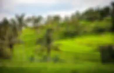 Jawaban Apakah Keadaan Alam Iklim dan Bentuk Muka Bumi Mempengaruhi Pertumbuhan Tanaman Kelas 4 SD Tema 3