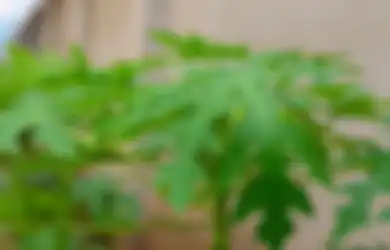Seantero Negeri Baru Sadar Manfaat Konsumsi Daun Pepaya, Satu Rumah Jadi Panjang Umur dan Bebas dari Penyakit