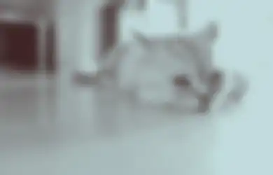 Anabul Stres Dengar Pesta Kembang Api? Lakukan Cara Sederhana Ini Demi Cegah Kucing Terkena Imbas Riuhnya Perayaan Tahun Baru