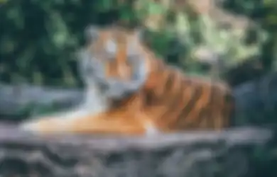 Main-main dengan Harimau, Wanita Ini Bikin Semua Orang Terkejut hingga Alami Tragedi Mengerikan, Fakta Dibaliknya Bikin Syok! 