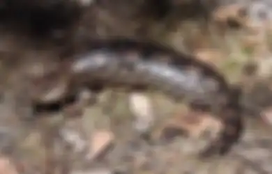 Jika Anda Mendengar Suara Mencicit dari Sungai, Mungkin Makhluk Misterius yang Mampu Melompat hingga 1 Meter dan Membumbung Tinggi Ini Sedang Mengintai