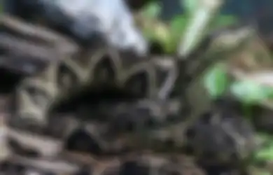 Kerap Dengar Suara Amplas Digesek di Sudut Tertentu? Waspada Ular Telah Bersarang di Dalam Rumah, Kenali Tanda-tandanya Berikut Ini