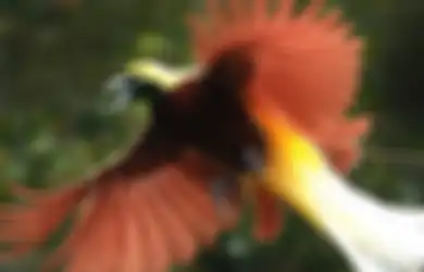 Jangan Pakai Parfum Saat Lihat Burung Cenderawasih di Tanah Papua!