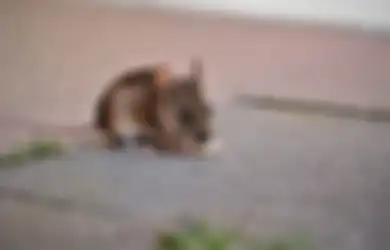 Satu Indonesia Baru Tahu, Cara Ampuh Usir Tikus Tanpa Pakai Perangkap Ternyata Segampang Ini, Modalnya Cuma Mengkudu Saja