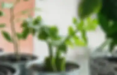 Menakjubkan, Padahal Cuma Kunyah Daun Seledri Setiap Hari, Berat Badan Kamu Dijamin Bisa Langsung Turun