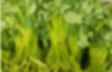 Tak Perlu Repot-repot Buang Uang ke Apotek, Mending Kamu Minum Air Rendaman Sayur Ini dan Rasakan Sederet Manfaat Menakjubkan Ini
