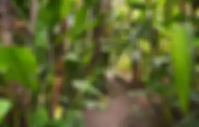 Bikin Bulu Kuduk Merinding! 5 Pohon Ini Dipercaya Jadi Sarang Setan, Mana yang Ada di Sekitarmu?