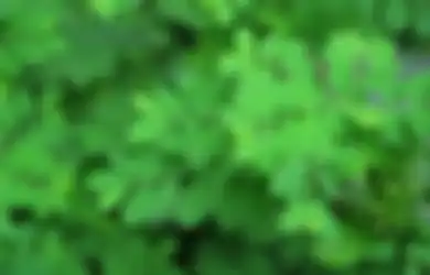Manfaat Menakjubkan dari Daun Kelor Ini Jarang Disadari oleh Banyak Orang, Padahal Negara Maju dari Eropa hingga AS Megincarnya