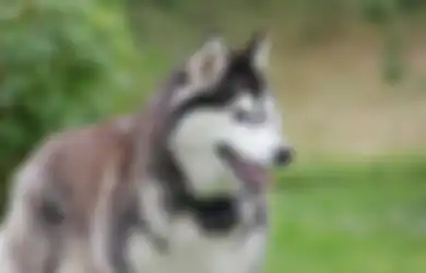 Niat Hati Beli Anjing Siberian Husky, Keluarga Ini Malah Syok saat Tahu Peliharaannya Berubah Wujud Menjadi Hewan Liar Ini