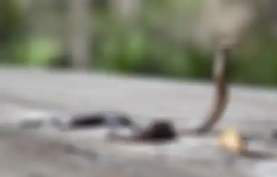 Jangan Panik! Ini Cara Ampuh Atasi Ular yang Masuk ke Dalam Rumah Sekaligus 3 Bahan Alami yang Tak Disukainya