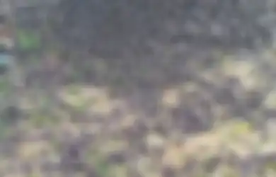 Fenomena Langka Ratusan Burung Pipit Berjatuhan di Tanah Kuburan Bikin Geger, Pihak BKSDA Ungkap Penyebab yang Bikin Syok