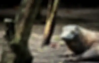 Jawaban Apa Kaitan Antara Kewajiban Sebagai Warga Negara dengan Pelestarian Hewan Langka