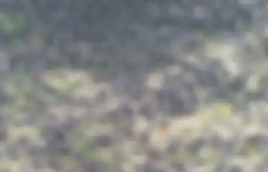 Foto Ribuan Burung Pipit Berjatuhan di Kuburan Bali Tuai Sorotan, Ahli Ungkap Fakta Sebenarnya, Netizen Cemas
