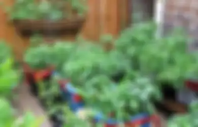 Wow, Ternyata Berkebun di Rumah Miliki Banyak Manfaat Tersembunyi, Stop Buang Waktu di Masa Pandemi!