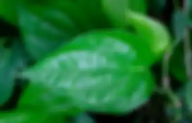 Satu Indonesia Melongo, 7 Penyakit Ini Ternyata Bisa Diobati Sekaligus Cuma dengan Minum Air Rebusan Daun Sirih