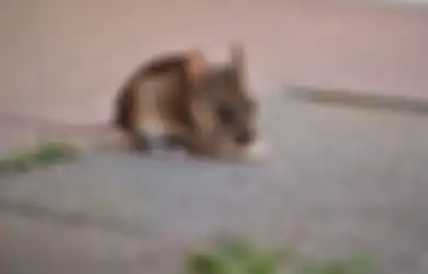 Dijamin Bikin Seisi Rumah Lompat Kegirangan, Begini Cara Ampuh Mengusir Tikus dari Rumah, Ternyata Cuma Pakai Buah Ini