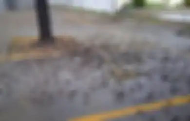 Ratusan Burung Pipit Mati Massal Berjatuhan di Bali dan Cirebon!