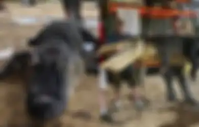 Bedah Perut Buaya Raksasa Seberat 340 Kg, Pria Ini Syok Bukan Main Dapati Benda Aneh Ini hingga Terungkap Fakta Mengejutkan, Tengok Bentuknya yang Tak Disangka