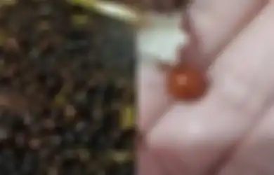 Enak-enak Makan Keong, Wanita Ini Terkejut Usai Tak Sengaja Gigit Benda Tak Lazim Ini, Fakta di Baliknya Sungguh Tak Disangka