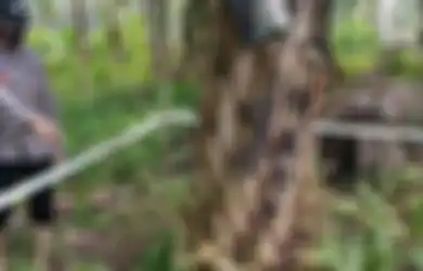 Wanita Ini Histeris Temukan Tubuh Suaminya Terbujur Kaku di Kebun Sawit dalam Keadaan Hangus Terbakar, Polisi Ungkap Fakta Menyayat Hati