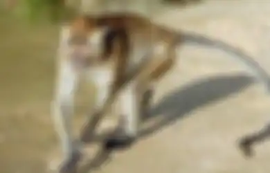 Serang Perkampungan Warga, Sekelompok Monyet Culik 2 Bayi Kembar yang Baru Saja Lahir, Satu Diantaranya Dikabarkan Tewas Usai Diperlakukan Begini