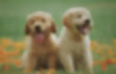 Tes Kepribadian: Anak Anjing yang Kamu Pilih akan Tunjukkan Hal yang Paling Penting bagi Hidupmu, Buruan Cek Punyamu
