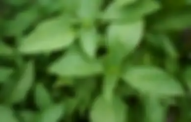 Astaga Gak Perlu Beli Buang-buang Uang, Daun Kemangi Tak Hanya Jadi Lalapan tapi Juga Bisa Usir Nyamuk Loh!