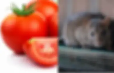 Tak Banyak yang Tahu, Ternyata Ada Cara Gampang Usir Tikus Hanya Modal Tomat, Begini Caranya