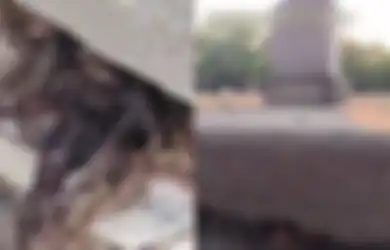 Heboh Pria Ini Temukan Rambut Mencuat Dari Kuburan, Fakta di Baliknya Bikin Merinding hingga Buat Gempar Netizen