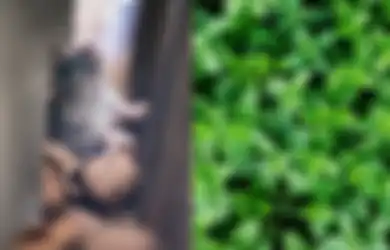 Mau Basmi Tikus Tanpa Gunakan Racun Berbahaya? Nyesel Baru Tau, Tinggal Manfaatkan Tanaman Herbal Ini!