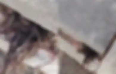 'Rambut Nenek' Keluar dari Makam Ratusan Tahun, Peziarah Dibuat Lari Tunggang Langgang Karena Takut, Terangkatnya Jenazah ke Permukaan Jadi Misteri!